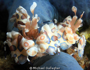 A pair of Harlequin Shrimp, Lembeh by Michael Gallagher 